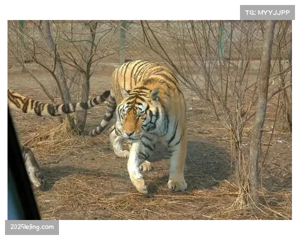 吉林东北虎不敌上海久事 琼斯场均38.7分钟出场时间成隐患 吉林东北虎不敌上海久事 琼斯场均38.7分钟出场时间成隐患